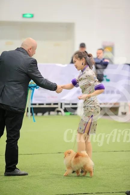 CKU赛事快报 | 3月3日潍坊国际冠军展BIS获奖犬只-16.jpeg