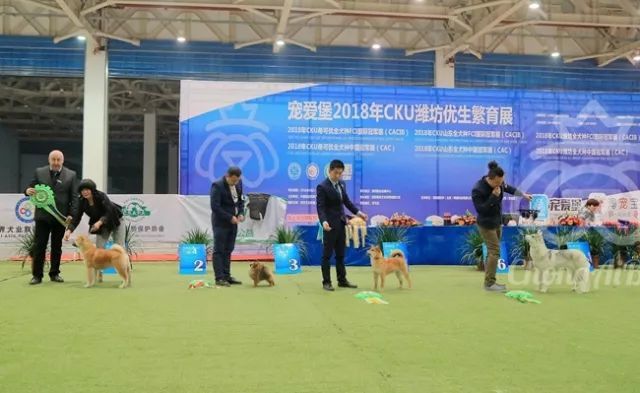 CKU赛事快报 | 3月3日潍坊国际冠军展BIS获奖犬只-17.jpeg