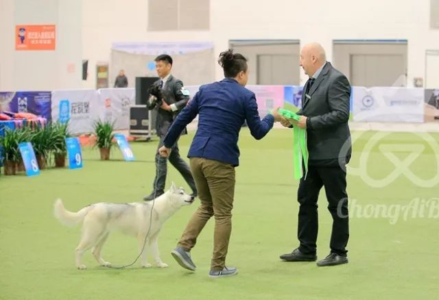CKU赛事快报 | 3月3日潍坊国际冠军展BIS获奖犬只-21.jpeg