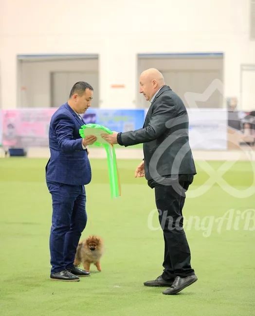 CKU赛事快报 | 3月3日潍坊国际冠军展BIS获奖犬只-19.jpeg