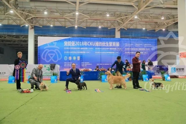 CKU赛事快报 | 3月3日潍坊中国冠军展BIS获奖犬只-2.jpeg