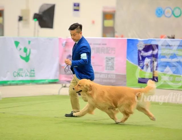 CKU赛事快报 | 3月3日潍坊中国冠军展BIS获奖犬只-5.jpeg