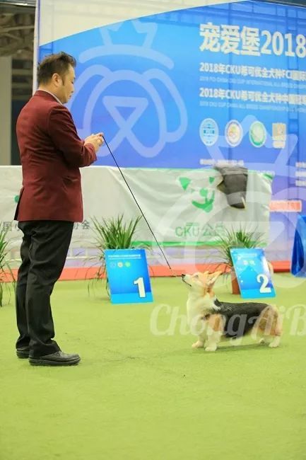 CKU赛事快报 | 3月3日潍坊中国冠军展BIS获奖犬只-6.jpeg
