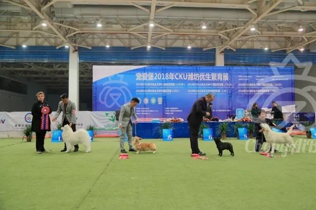 CKU赛事快报 | 3月3日潍坊中国冠军展BIS获奖犬只-7.jpeg