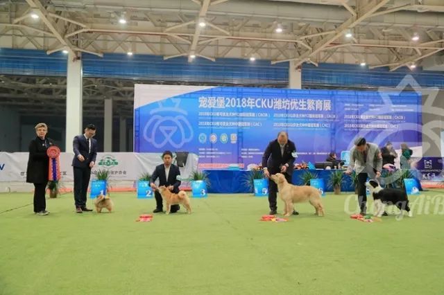 CKU赛事快报 | 3月3日潍坊中国冠军展BIS获奖犬只-12.jpeg