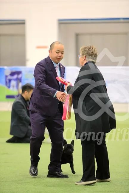 CKU赛事快报 | 3月3日潍坊中国冠军展BIS获奖犬只-10.jpeg