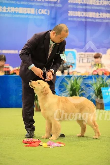 CKU赛事快报 | 3月3日潍坊中国冠军展BIS获奖犬只-15.jpeg