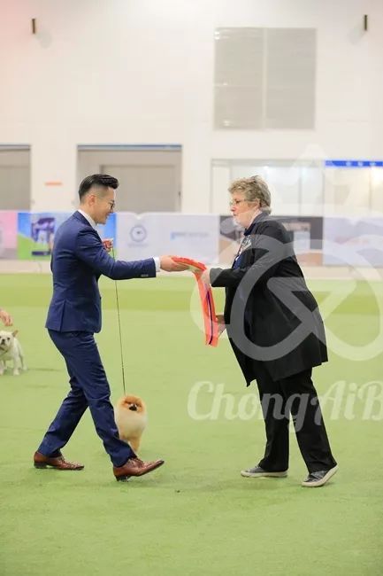 CKU赛事快报 | 3月3日潍坊中国冠军展BIS获奖犬只-13.jpeg
