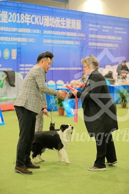 CKU赛事快报 | 3月3日潍坊中国冠军展BIS获奖犬只-16.jpeg