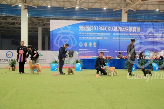 CKU赛事快报 | 3月3日潍坊中国冠军展BIS获奖犬只-17.jpeg