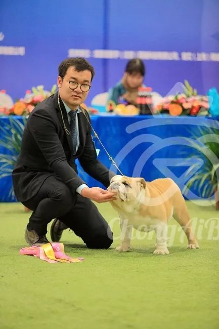 CKU赛事快报 | 3月3日潍坊中国冠军展BIS获奖犬只-20.jpeg