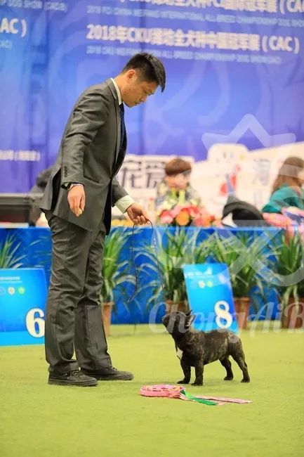 CKU赛事快报 | 3月3日潍坊中国冠军展BIS获奖犬只-21.jpeg
