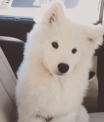 萨摩耶：“微笑天使”下凡，稍微有点水土不服……-4.gif