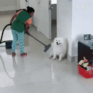 萨摩耶：“微笑天使”下凡，稍微有点水土不服……-8.gif