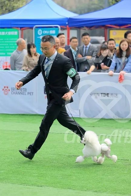 CKU赛事快报 | 3月3日成都国家冠军展BIS获奖犬只-3.jpeg