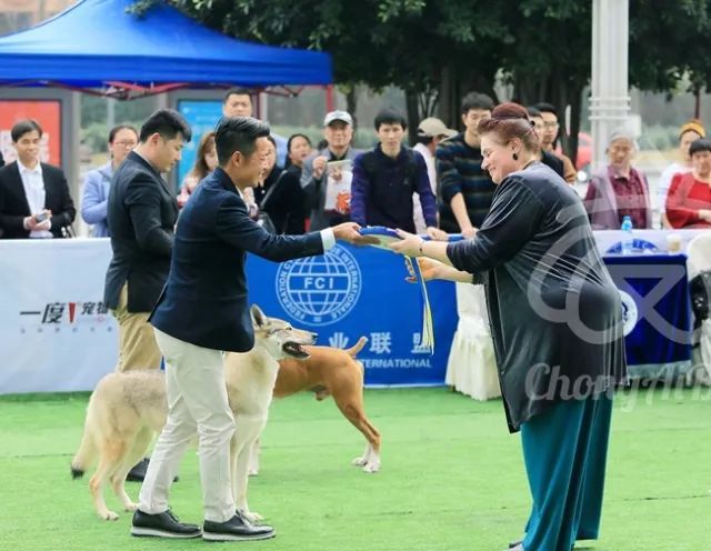 CKU赛事快报 | 3月3日成都国家冠军展BIS获奖犬只-5.jpeg
