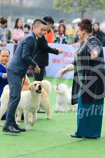 CKU赛事快报 | 3月3日成都国家冠军展BIS获奖犬只-10.jpeg