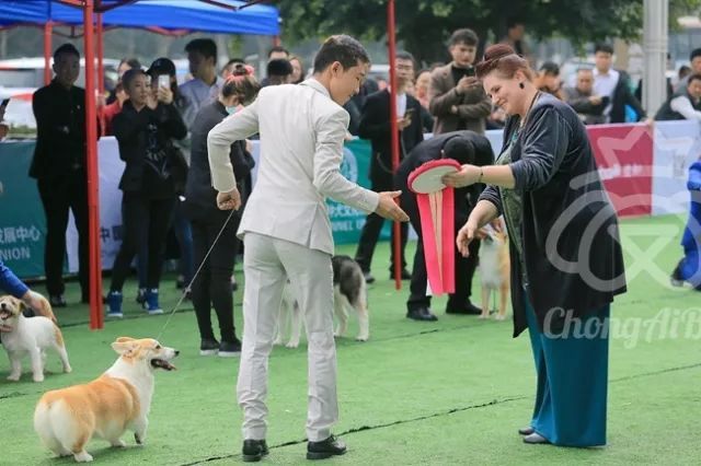 CKU赛事快报 | 3月3日成都国家冠军展BIS获奖犬只-9.jpeg