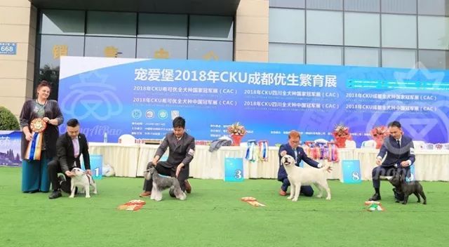 CKU赛事快报 | 3月3日成都国家冠军展BIS获奖犬只-12.jpeg