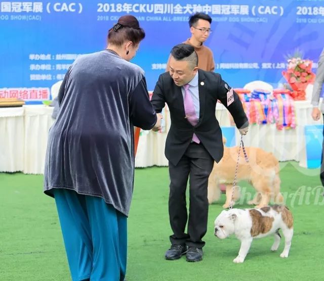 CKU赛事快报 | 3月3日成都国家冠军展BIS获奖犬只-13.jpeg