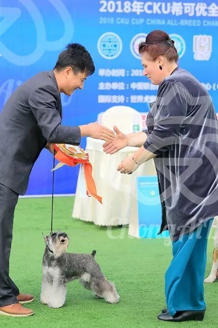 CKU赛事快报 | 3月3日成都国家冠军展BIS获奖犬只-14.jpeg