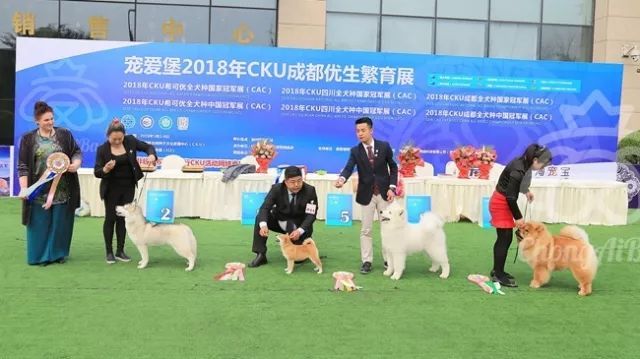 CKU赛事快报 | 3月3日成都国家冠军展BIS获奖犬只-17.jpeg