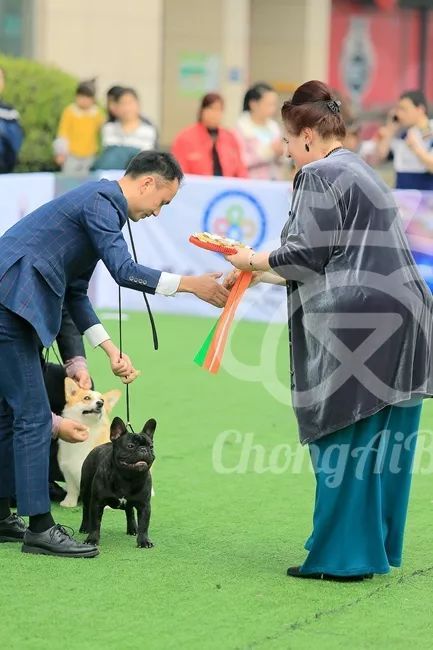 CKU赛事快报 | 3月3日成都国家冠军展BIS获奖犬只-16.jpeg