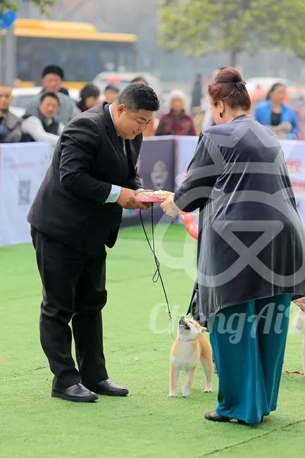 CKU赛事快报 | 3月3日成都国家冠军展BIS获奖犬只-19.jpeg