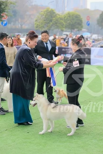 CKU赛事快报 | 3月3日成都国家冠军展BIS获奖犬只-18.jpeg