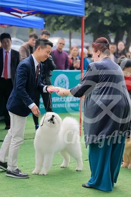 CKU赛事快报 | 3月3日成都国家冠军展BIS获奖犬只-20.jpeg