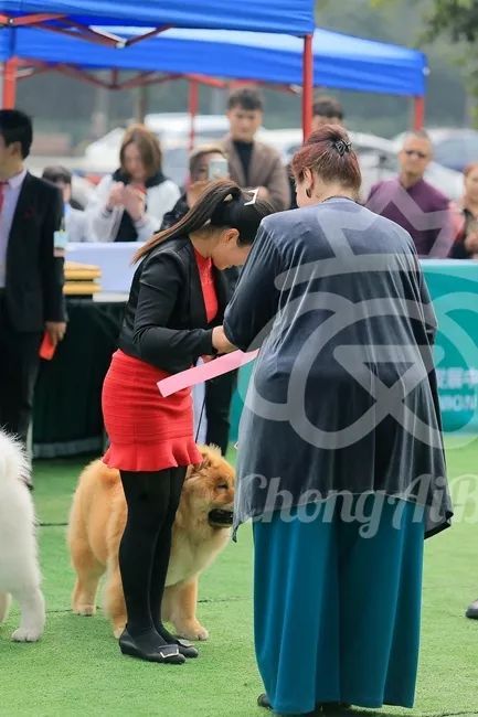 CKU赛事快报 | 3月3日成都国家冠军展BIS获奖犬只-21.jpeg