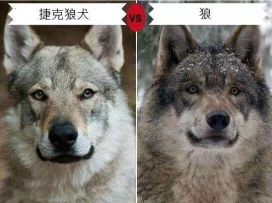 比哈士奇更像狼的狗，你了解多少？-5.jpeg