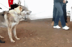 比哈士奇更像狼的狗，你了解多少？-6.gif
