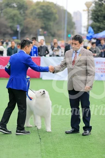 CKU赛事快报 | 3月4日成都中国冠军展BIS获奖犬只-4.jpeg