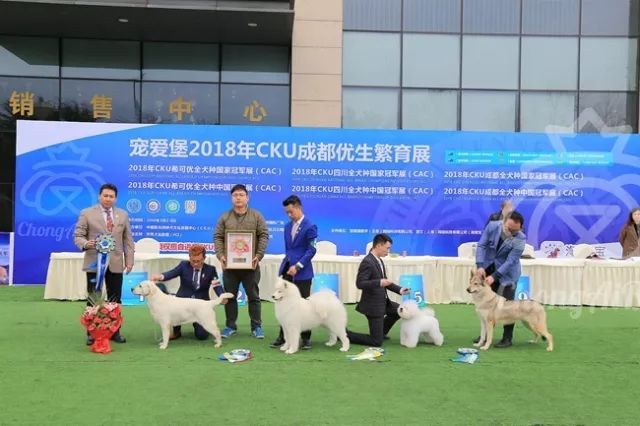 CKU赛事快报 | 3月4日成都中国冠军展BIS获奖犬只-2.jpeg