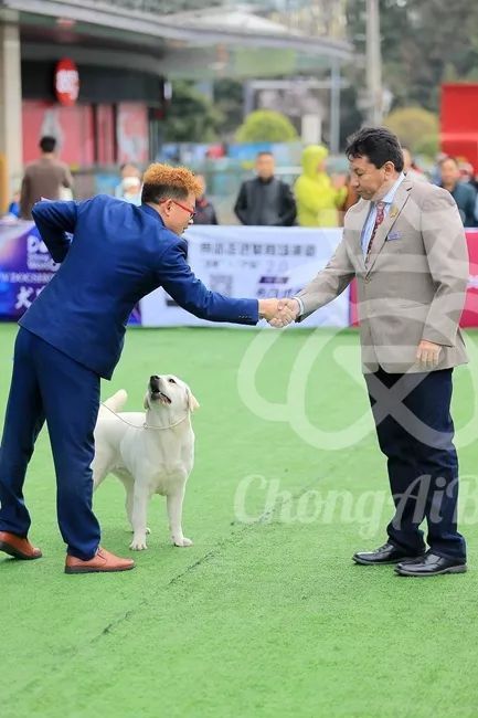 CKU赛事快报 | 3月4日成都中国冠军展BIS获奖犬只-3.jpeg