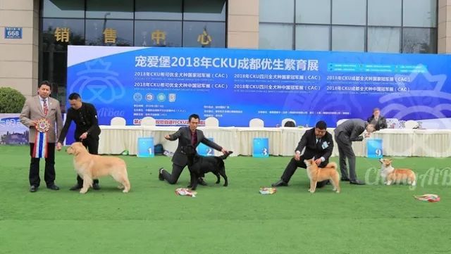 CKU赛事快报 | 3月4日成都中国冠军展BIS获奖犬只-7.jpeg
