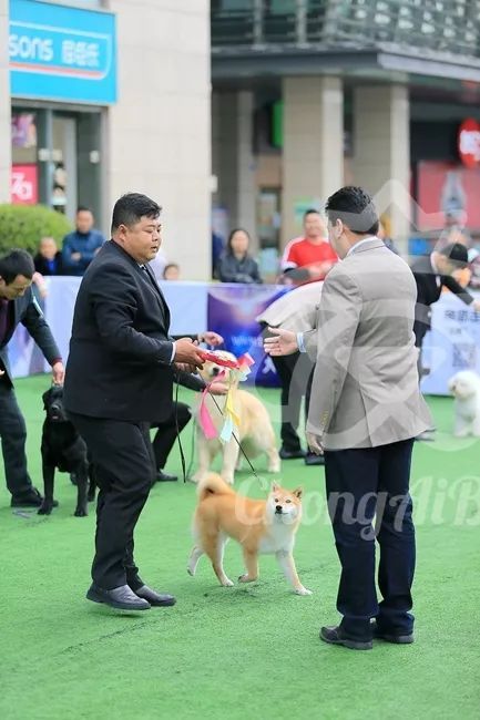 CKU赛事快报 | 3月4日成都中国冠军展BIS获奖犬只-10.jpeg