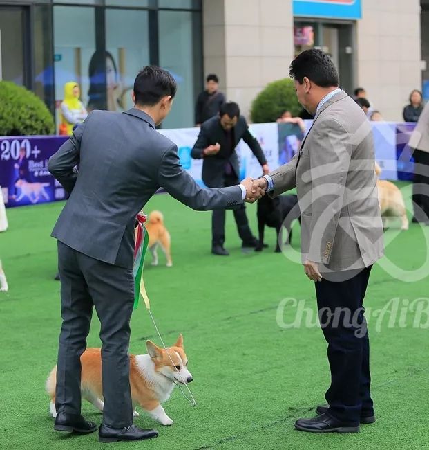 CKU赛事快报 | 3月4日成都中国冠军展BIS获奖犬只-11.jpeg
