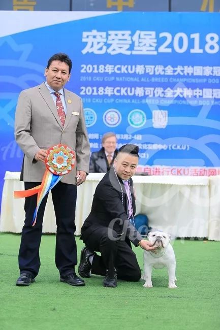 CKU赛事快报 | 3月4日成都中国冠军展BIS获奖犬只-13.jpeg