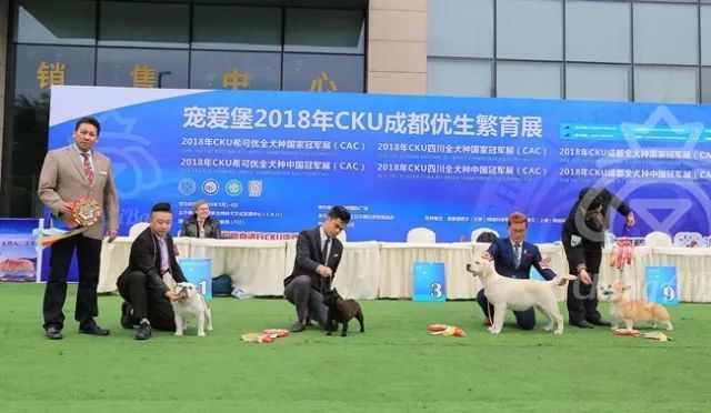 CKU赛事快报 | 3月4日成都中国冠军展BIS获奖犬只-12.jpeg