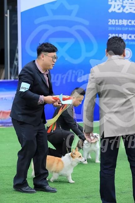CKU赛事快报 | 3月4日成都中国冠军展BIS获奖犬只-16.jpeg