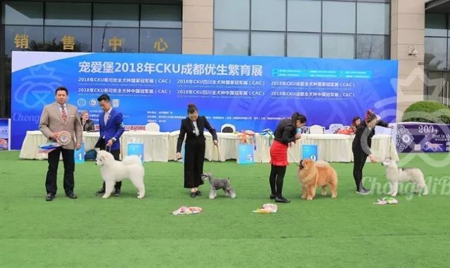 CKU赛事快报 | 3月4日成都中国冠军展BIS获奖犬只-17.jpeg