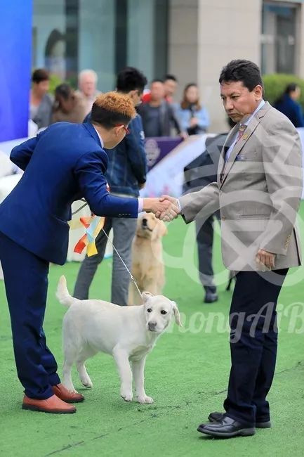 CKU赛事快报 | 3月4日成都中国冠军展BIS获奖犬只-15.jpeg