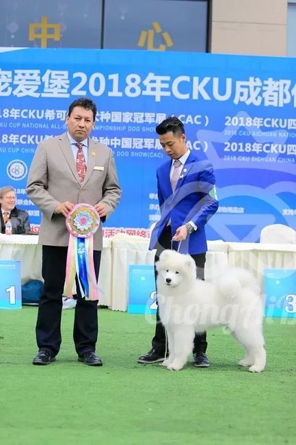 CKU赛事快报 | 3月4日成都中国冠军展BIS获奖犬只-18.jpeg
