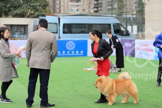 CKU赛事快报 | 3月4日成都中国冠军展BIS获奖犬只-20.jpeg