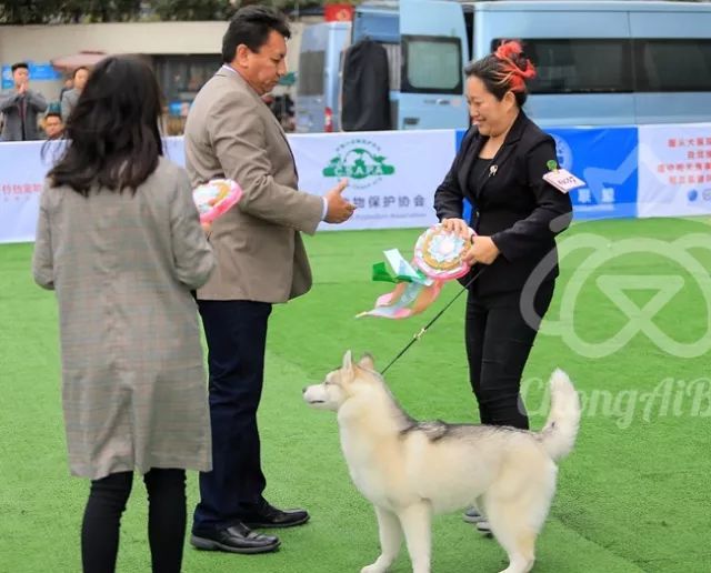 CKU赛事快报 | 3月4日成都中国冠军展BIS获奖犬只-21.jpeg