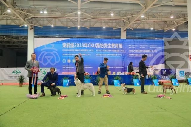 CKU赛事快报 | 3月4日潍坊国际冠军展BIS获奖犬只-2.jpeg