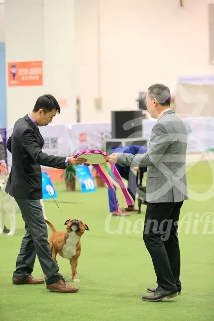 CKU赛事快报 | 3月4日潍坊国际冠军展BIS获奖犬只-6.jpeg
