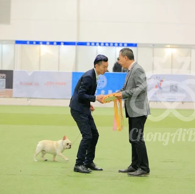 CKU赛事快报 | 3月4日潍坊国际冠军展BIS获奖犬只-9.jpeg